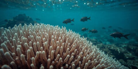 Underwater view of coral reef with fish swimming in the background in the ocean with sunlight above
