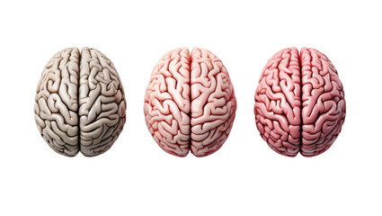Obraz premium Three anatomical human brains viewed from above isolated on transparent background