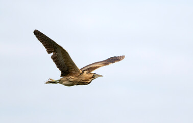 Bittern, Botaurus stellaris