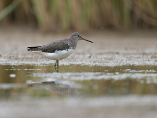 Green sandpiper, Tringa ochropus