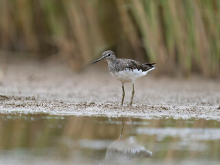 Green sandpiper, Tringa ochropus