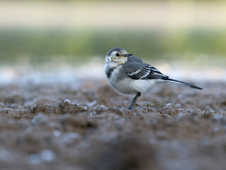 Pied wagtail, Motacilla alba