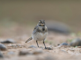 Pied wagtail, Motacilla alba