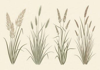 Illustration of various types of grass and wheat isolated on white background