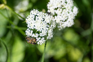 Two longhorn insects in yellow black colours mating on a white flower