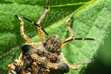 Extrem macro of a stink bug on a green leaf