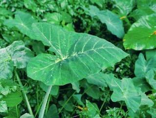 Obraz premium A close-up photograph of vibrant green leaves showcasing intricate texture against a natural outdoor background.