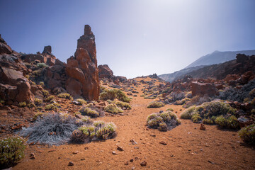 Desertic landscape and burned trees in Teide national park in Tenerife. Canaries island. Spain. 