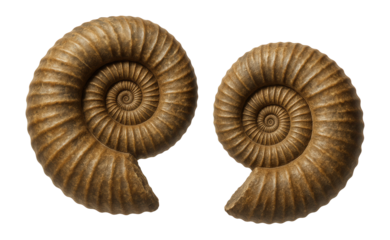 Two detailed fossilized ammonite shells showcasing spiraled patterns on transparent background.