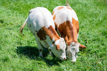 Two cows in white brown colour grazing in the pasture