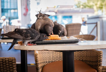 Tauben essen ein von Menschen liegen gelassenes Sandwich auf der Terrasse eines Restaurants,...