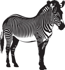 Burchell’s Zebra silhouette image white backgrpound.