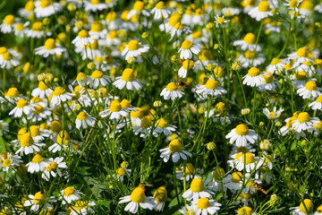 Meadow with daisy flowers and a dragonfly