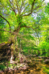 The Orbieu River in French Occitania. Its source is in the Corbières in Aude.
