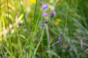 Detail of a thirstle thorny plant with blooms in purple colour