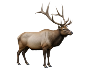 A majestic bull elk with large antlers standing proudly, isolated on transparent background