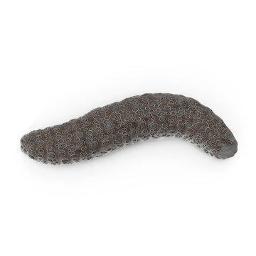Sea Cucumber Marine Animal Isolated on Transparent Background