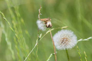 Common field grasshopper on a dried dandelion plant in the meadow