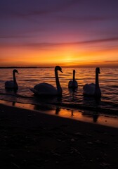 Swans at sunset