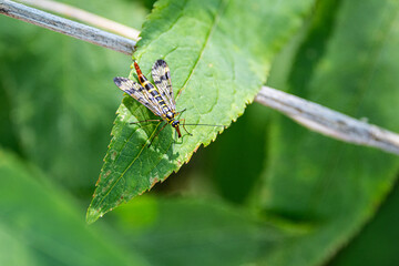 Macro view from above of a skorpionfly on a leaf