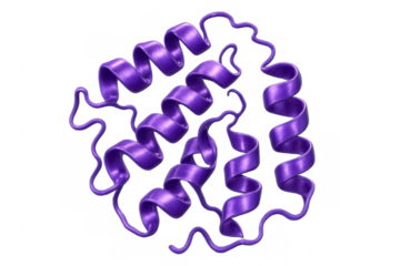 Purple polypeptide chain folding showing alpha helices secondary structure on a transparent background