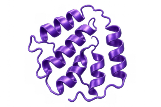 Purple polypeptide chain folding showing alpha helices secondary structure on a transparent background