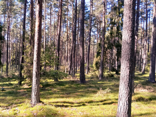 Exploration of wild forest in northern Poland.