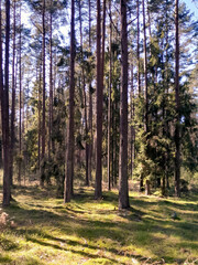 Fototapeta premium Exploration of wild forest in northern Poland.