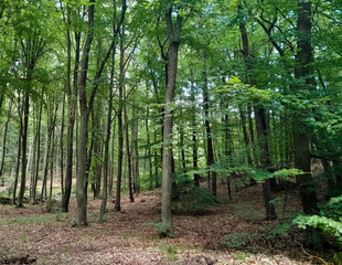 Forest landascape in northern Poland.