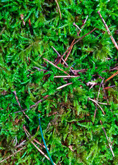 Green forest moss as a nature background.