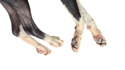 Close up of the front and ack legs of a black and white dog lying on a white background, showing the natural paw texture and fur color detail.