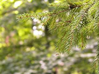 Close up of spruce branch.
