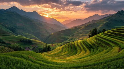 Lush terraced rice paddies at sunset, with mountains in the background