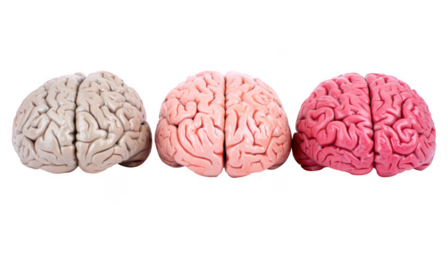 Three human brains displayed in different colors showing distinct textures and convolutions isolated on transparent background