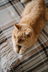 Cozy ginger cat lying on checkered plaid blanket, viewed from above, resting peacefully