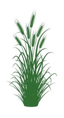 Obraz premium Green cattail plant vector illustration with tall leaves and seed heads, isolated PNG with Transparent Background