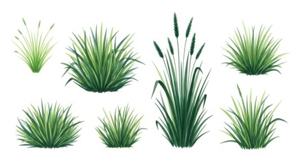 Set of green grass tufts and cattail reeds illustration isolated on white background