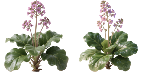 ヒマラヤユキノシタ　花　植物