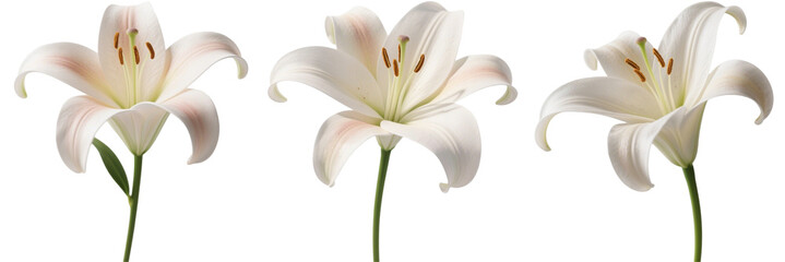 ユリ　花　植物