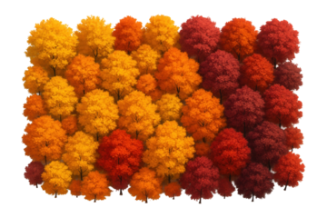 Aerial view of a forest featuring vibrant autumn foliage with a gradient of yellow, orange, and red trees on transparent background.