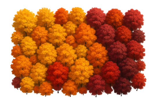 Aerial view of a forest featuring vibrant autumn foliage with a gradient of yellow, orange, and red trees on transparent background.