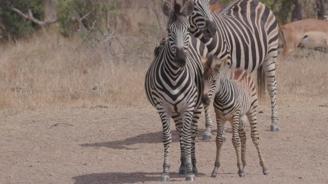 a zebra foal stands beside its mother near a waterhole at kruger national park of south africa