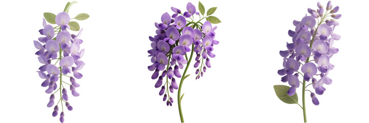 藤の花　花　植物