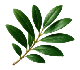 A branch with vibrant green elongated leaves extending from a single stem on transparent background.