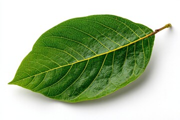 Obraz premium Green leaf with detailed texture isolated on white background highlights nature's beauty and complexity