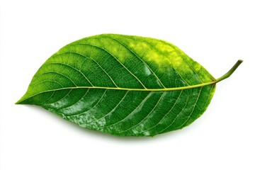Obraz premium A vibrant green leaf showcasing natural textures and patterns against a white background