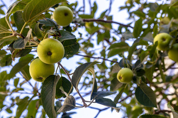 Fresh green apples ripening on the branch in the garden.