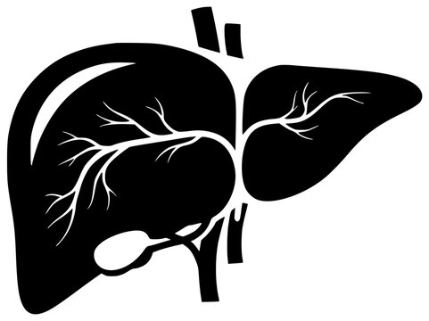 black and white liver anatomy diagram clip art preview