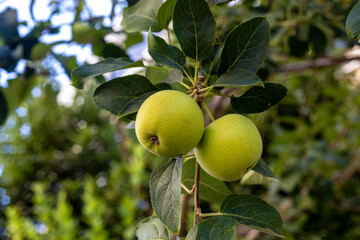 Fresh green apples ripening on the branch in the garden.