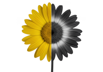 A gerbera daisy flower split in half, one side vibrant yellow and the other monochrome black and white, isolated on a transparent background